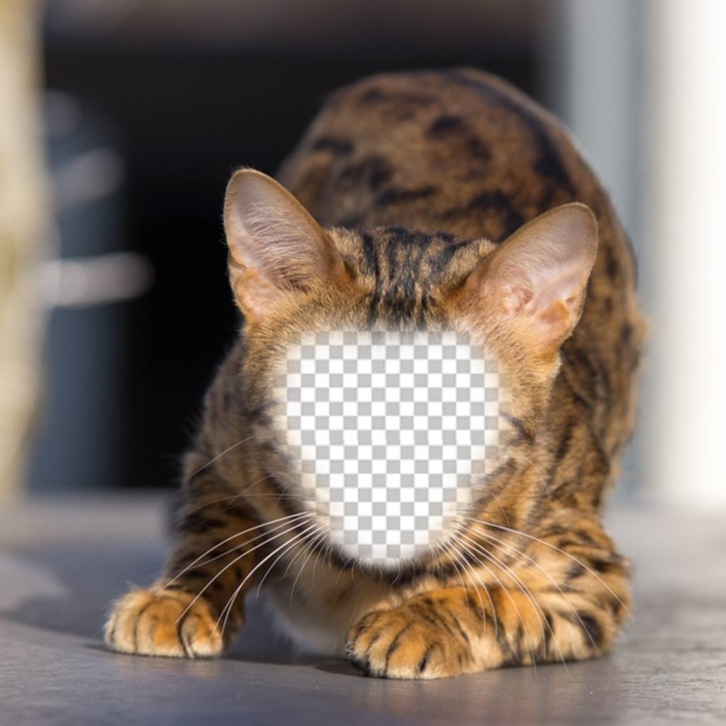 Fotomontage einer Wildkatze Ihr Gesicht zu setzen und eine Hybrid-Katzen-..