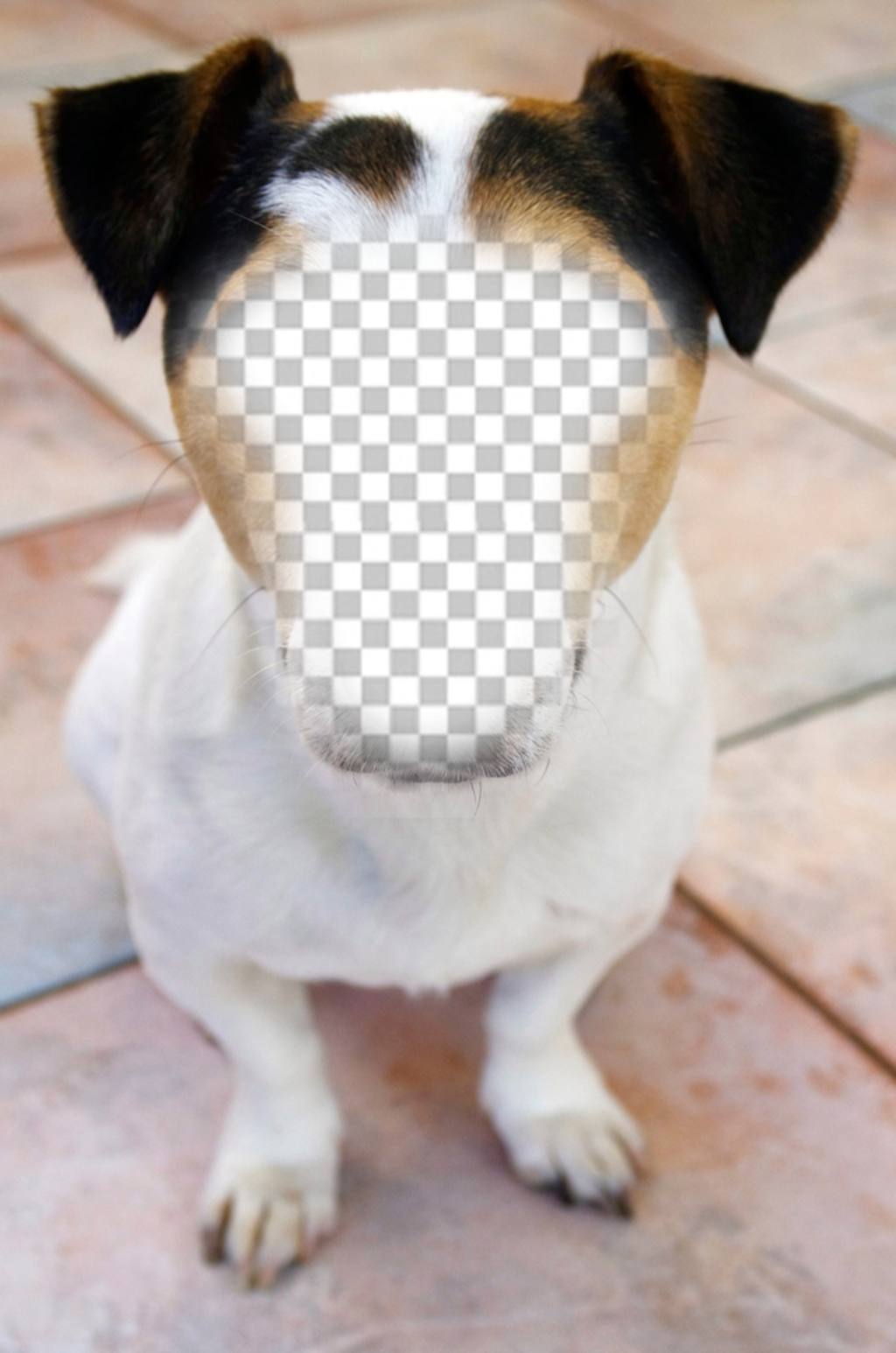 Fotomontage eines Hundes, wo Sie Ihr Gesicht und kostenlos ..