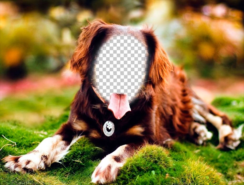 Setzen Sie Ihr Gesicht auf einen Hund mit diesem Online-Fotomontage posiert ..